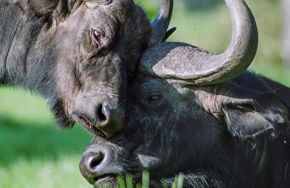 The Cape Buffalo: Breaking down the Big Five