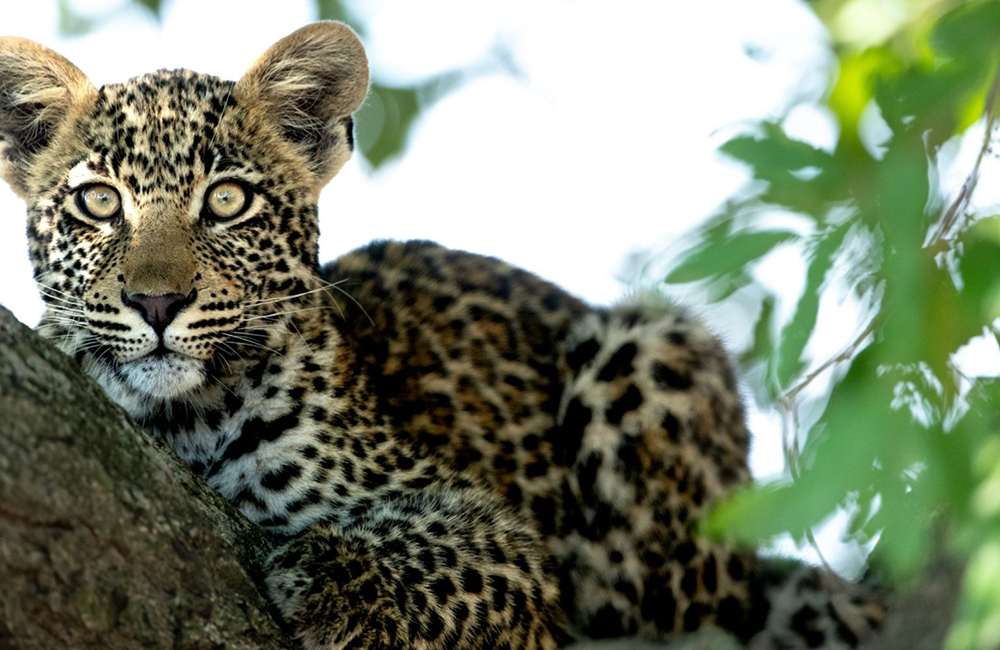 Big 5 African Safari – Leopard - Safaris Down South