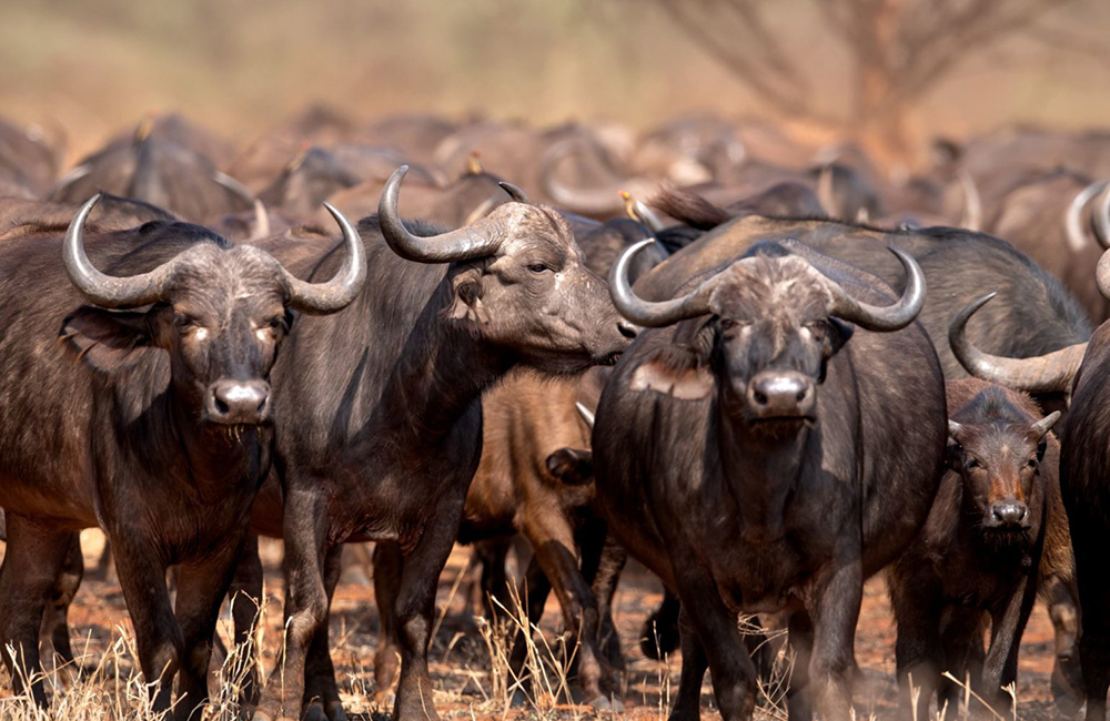 Big 5 African Safari – Cape Buffalo - Safaris Down South