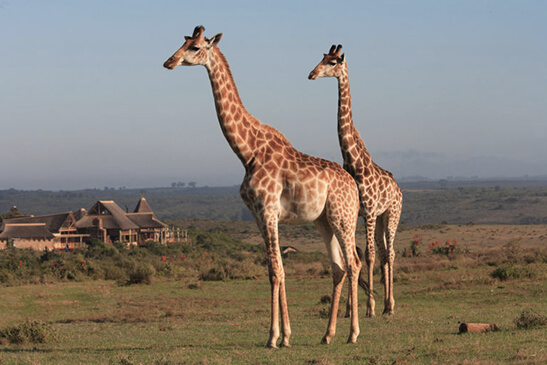 Safaris Down South - Garden Route Game lodge