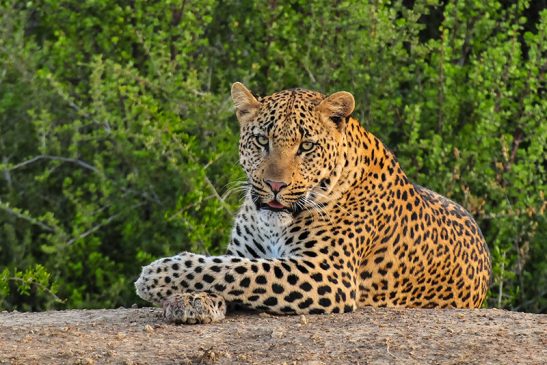 Kwandwe Private Game Reserve - Wildlife 20