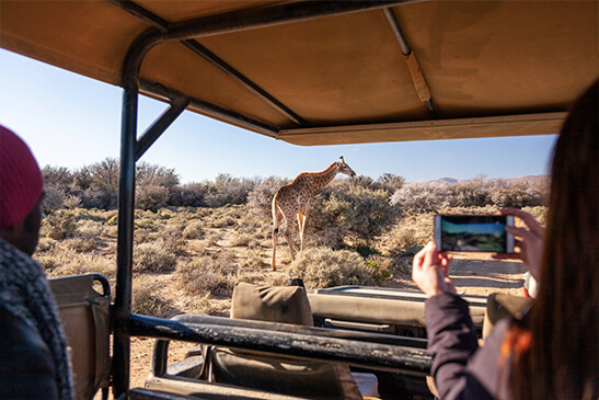 Safaris Down South - Inverdoorn - Safari Lodge