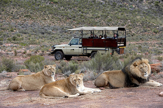 Safaris Down South - Cape Town Day Safari