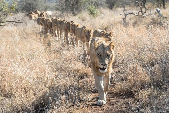 Wildlife-Lion-Singita-South-Africa