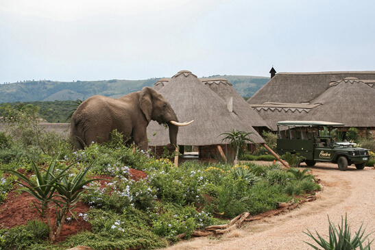 best safari near port elizabeth