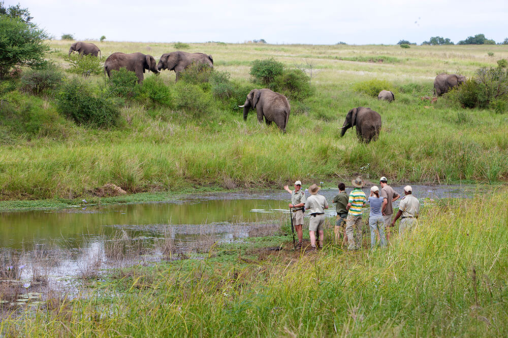 Guided walking safari at Kapama