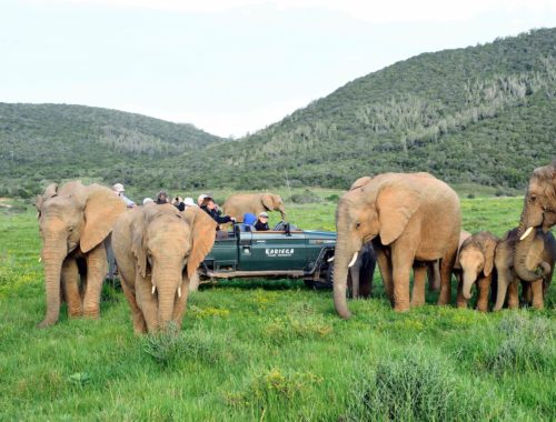 Eastern Cape Safari