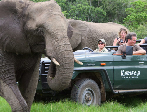 10 Popular Safari Questions & Answers - Safaris Down South