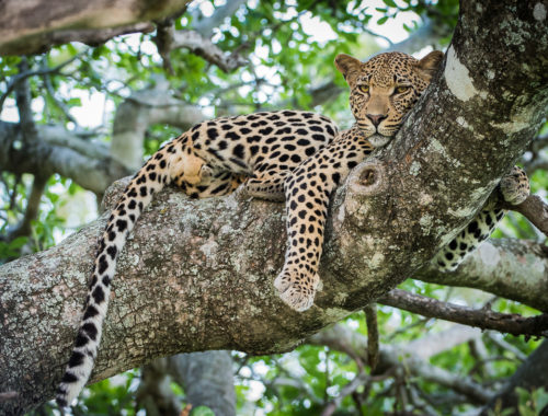 Kruger National Park Safari