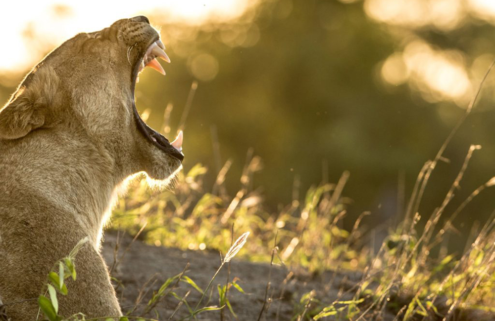 safari in kruger in september