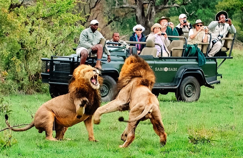 Is Going on Safari Dangerous? Your Safety Questions Answered - Safaris Down  South
