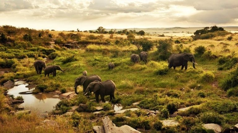 Top 5 Game Parks in Africa for a Safari - Safaris Down South