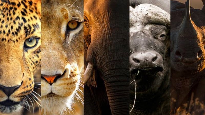 Fascinating Big Five Facts for Safari Tourists - Safaris Down South