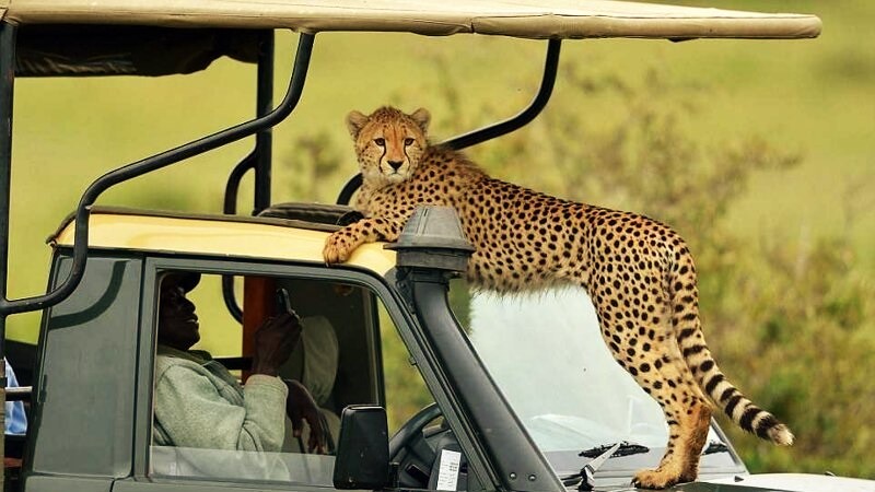 Safari safety