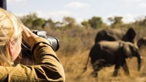 wildlife-spotting-tips