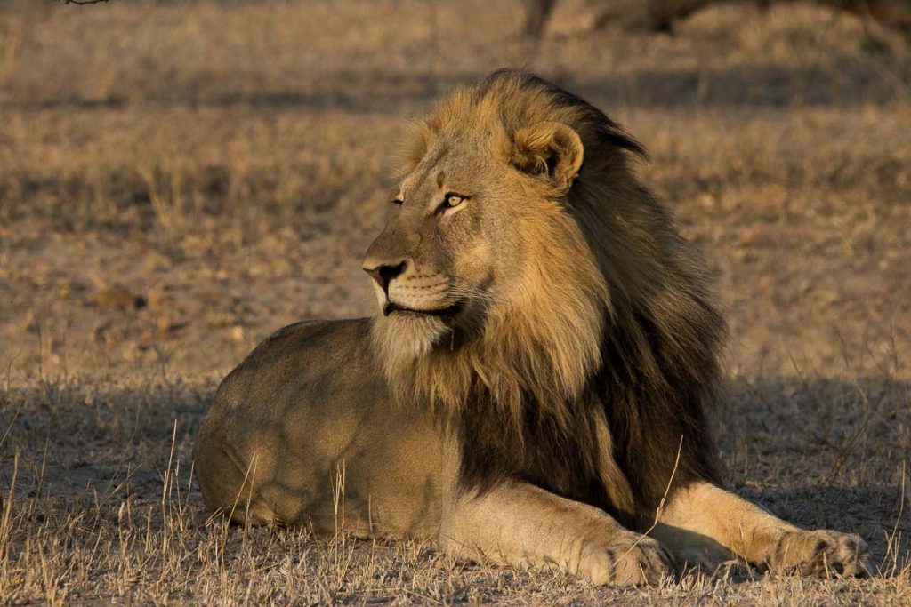 Sabi Sands lions