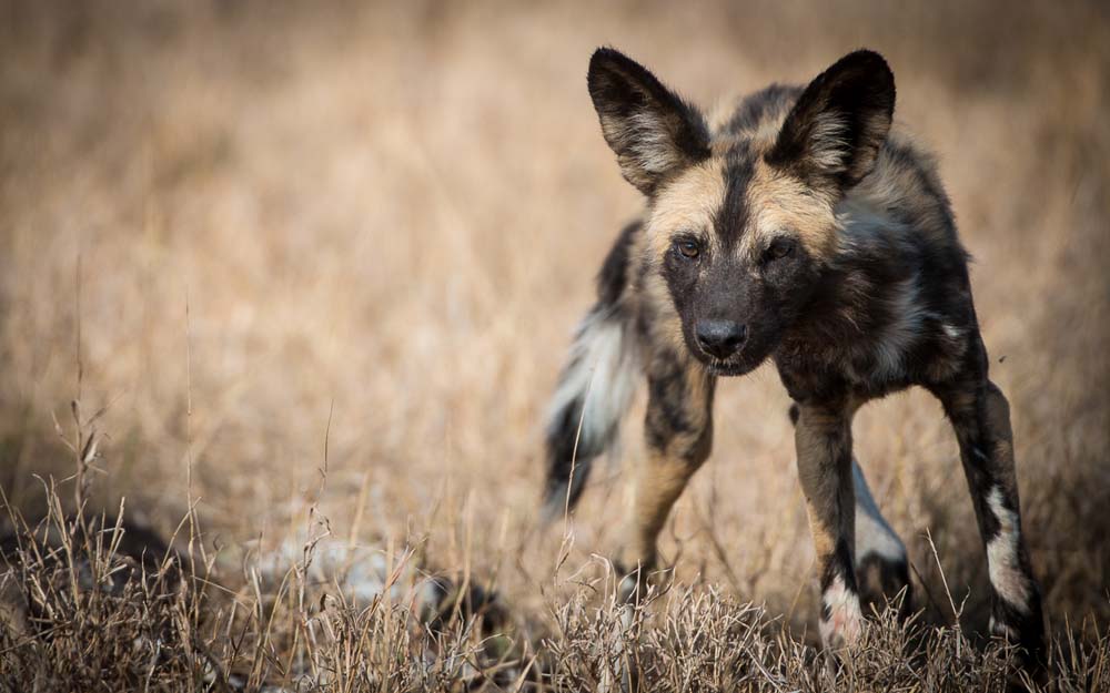 Sabi Sands African wild dog