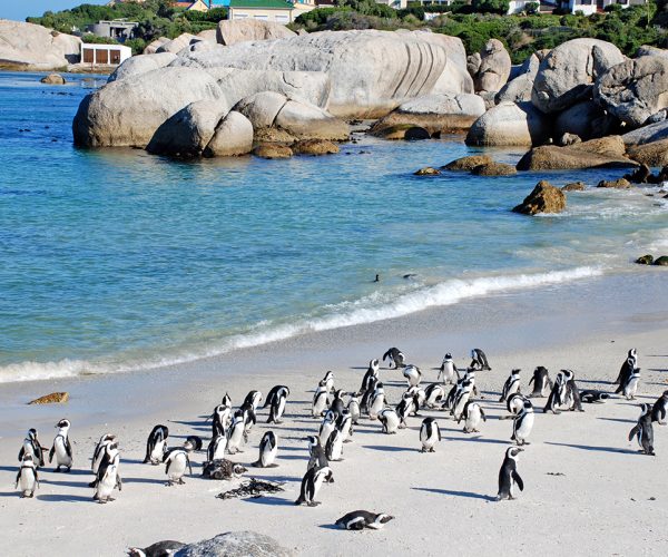 African penguins (once known as "jackass penguins")  colony on Boulders Beach Nature Reserve, near Cape Town, Western Cape, South Africa.