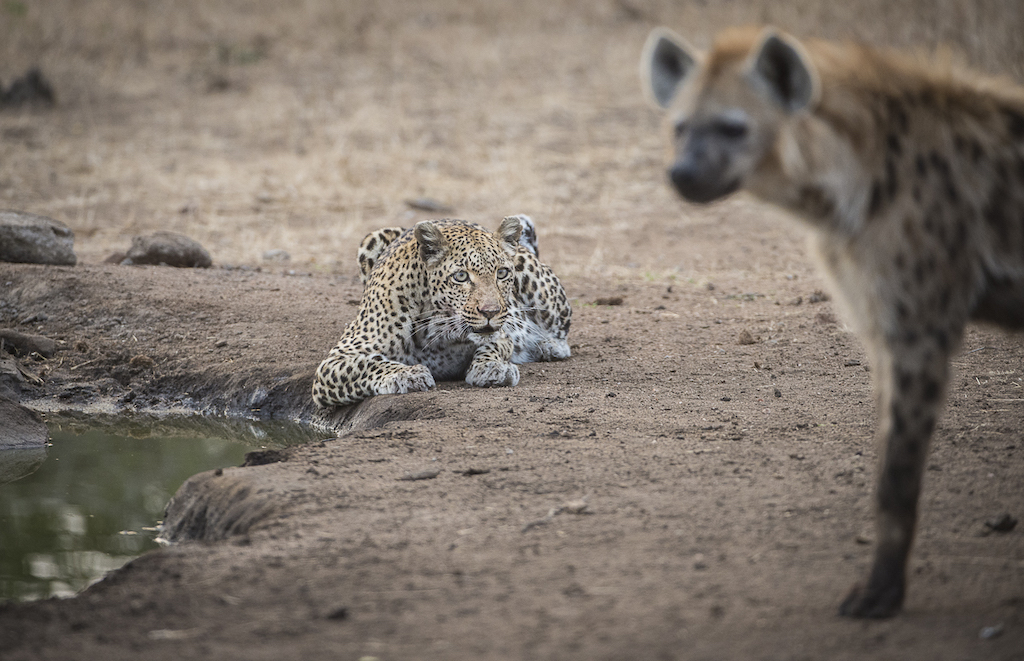 Wildlife in the Kruger National Park 