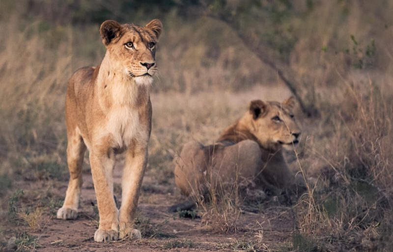 Makalali Game reserve