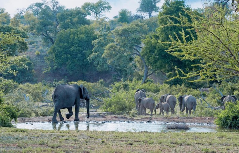 Timbavati Game Reserve