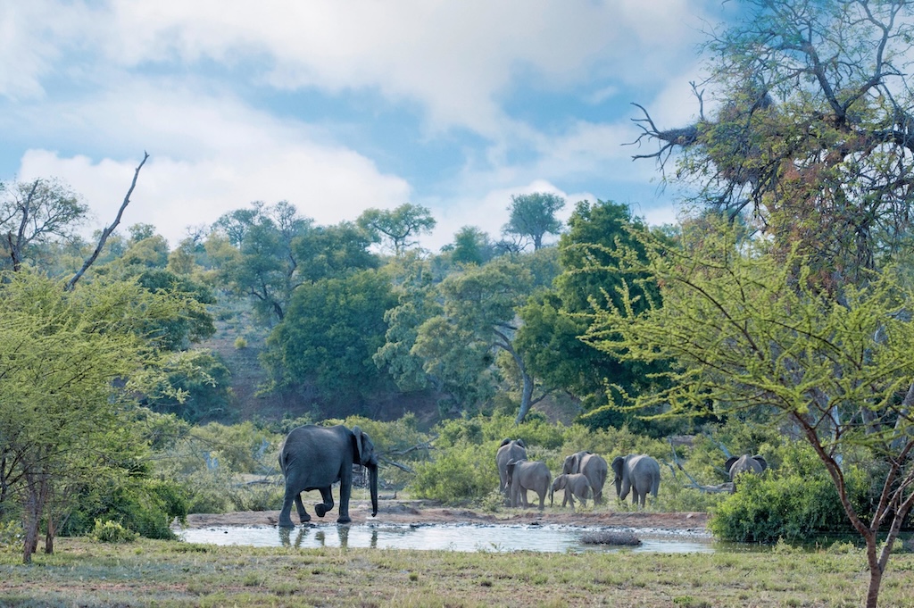 Elephants in the Timbavati Private Game