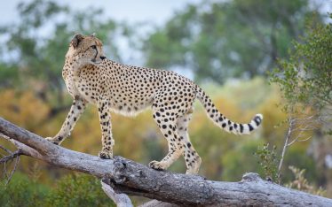 Cheetah