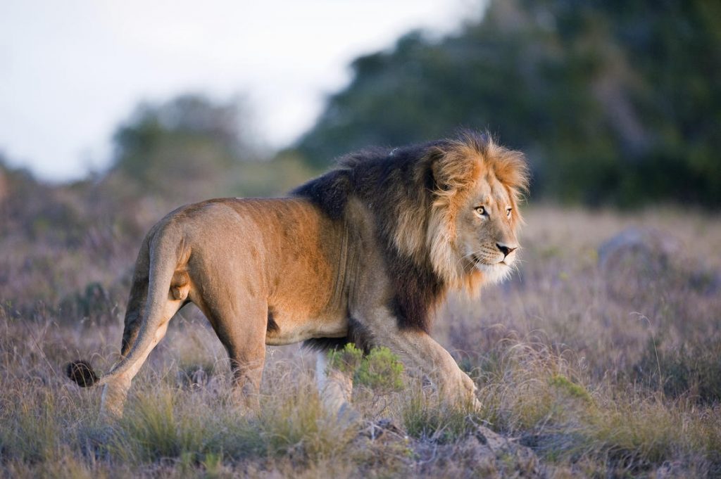 A beautiful African Lion