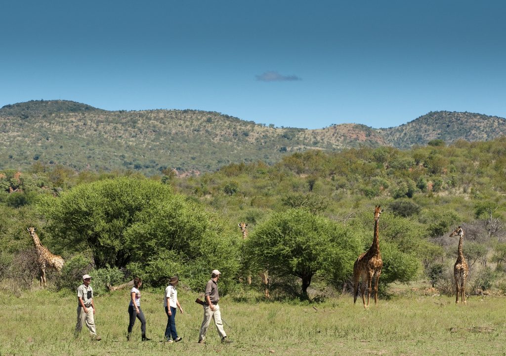 Walking safari in Madikwe Game Reserve