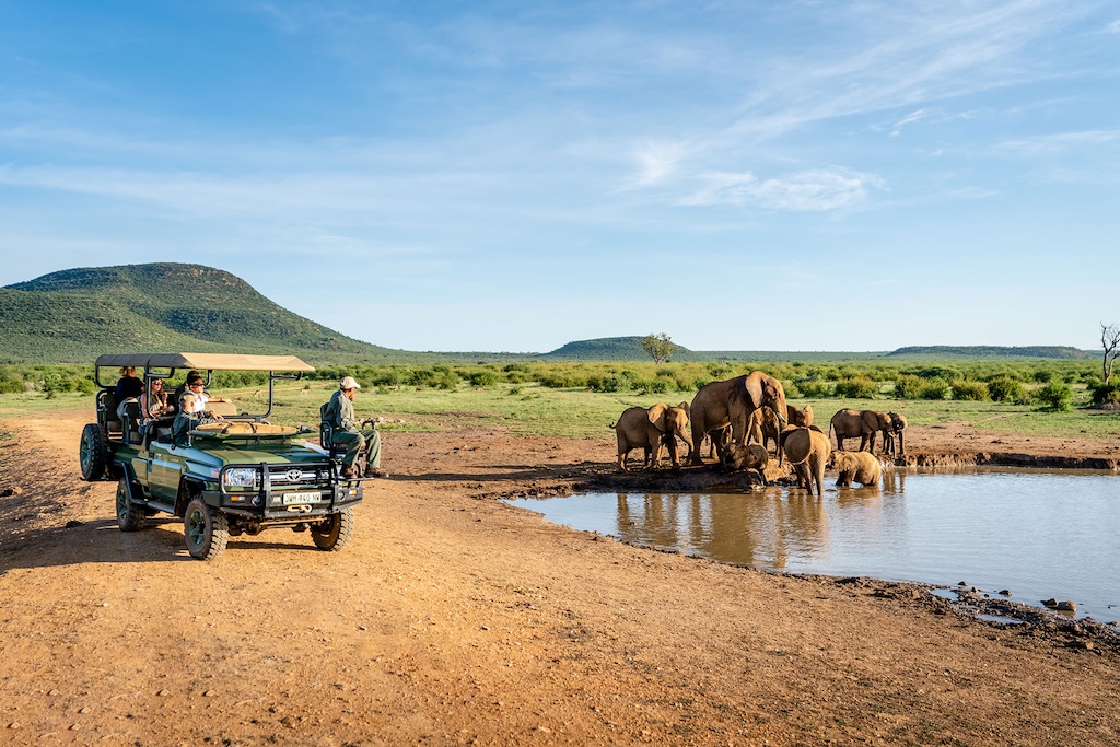 Elephants along side a waterhole in Madikwe Game Reserve