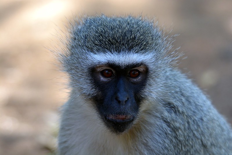 Vervet monkey close up