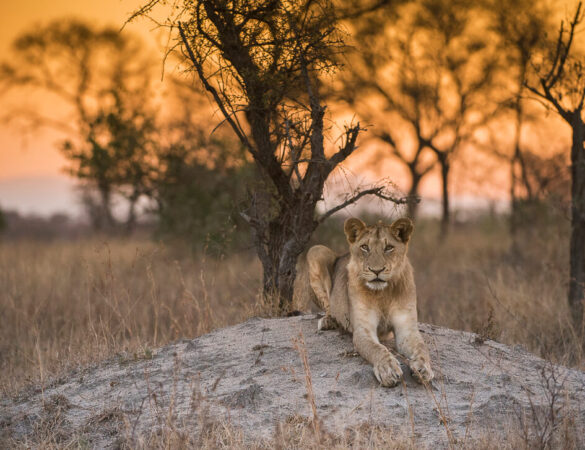 Balule-Game-Reserve-1 Balule-Game-Reserve-1