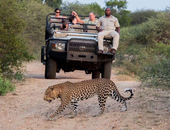 Kapama-Game-Reserve-1-1 Kapama-Game-Reserve-1-1