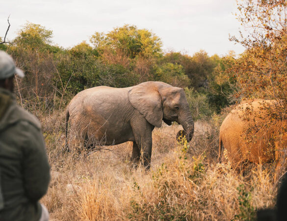Klaserie-Nature-Reserve Klaserie-Nature-Reserve