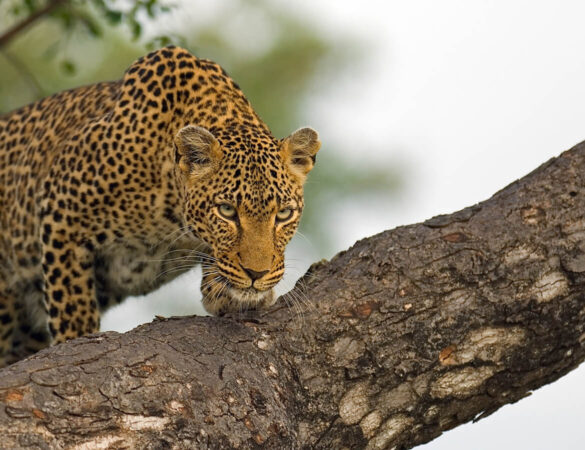 Kruger-Private-Concession Kruger-Private-Concession