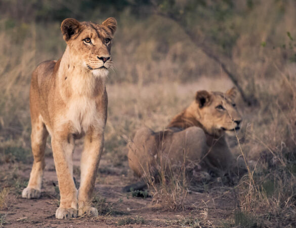 Makalali-Game-reserve Makalali-Game-reserve