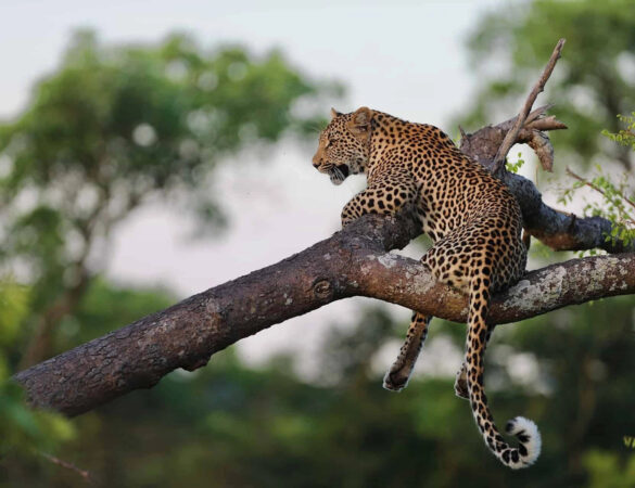 Thornybish-Game-Reserve Thornybish-Game-Reserve