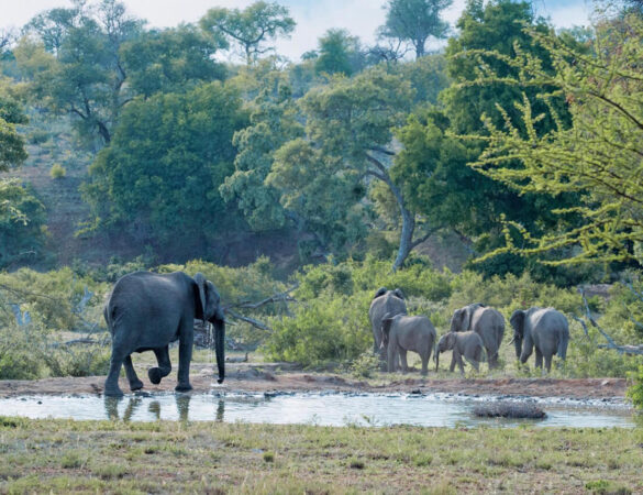 Timbavati-Game-Reserve-1 Timbavati-Game-Reserve-1