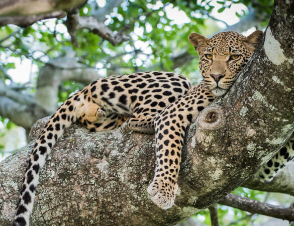 kruger_national_park_banner_desktop kruger_national_park_banner_desktop