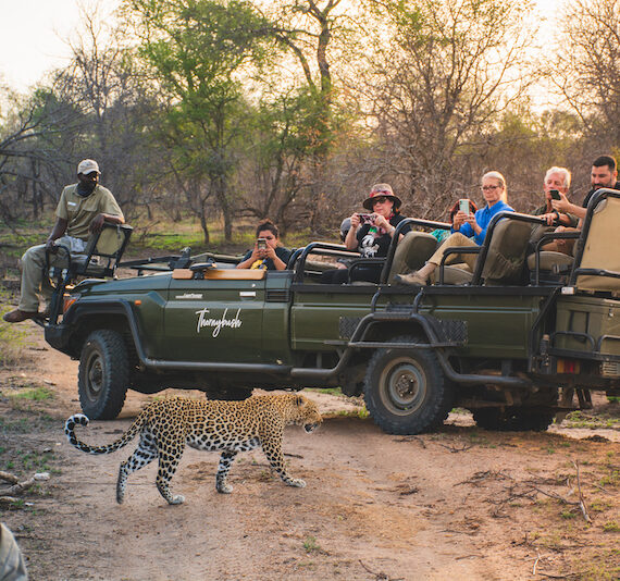 Thornybush-Game-Lodge-Main-Gallery-6 Thornybush-Game-Lodge-Main-Gallery-6