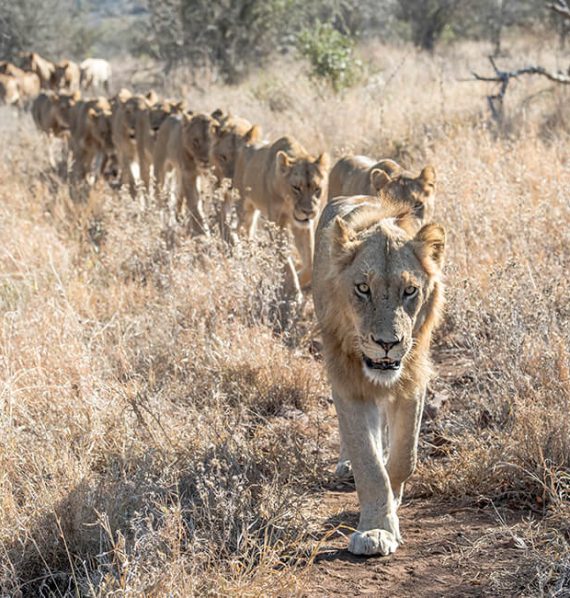 Wildlife-Lion-Singita-South-Africa Wildlife-Lion-Singita-South-Africa