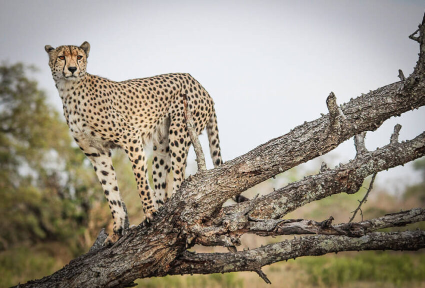 Feature-image-Cheetah-Ridge-3 Feature-image-Cheetah-Ridge-3