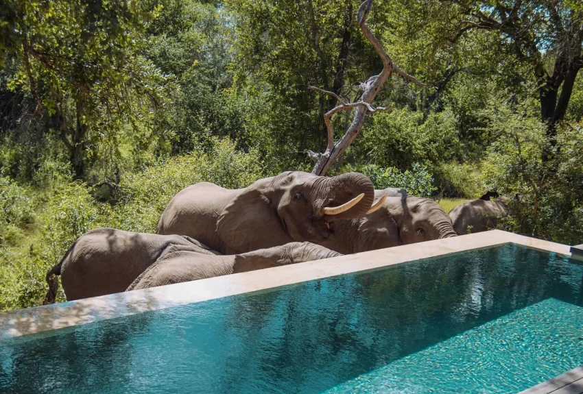 Royal Malewane Lodge Luxury Suite 5 Royal Malewane Lodge Luxury Suite 5