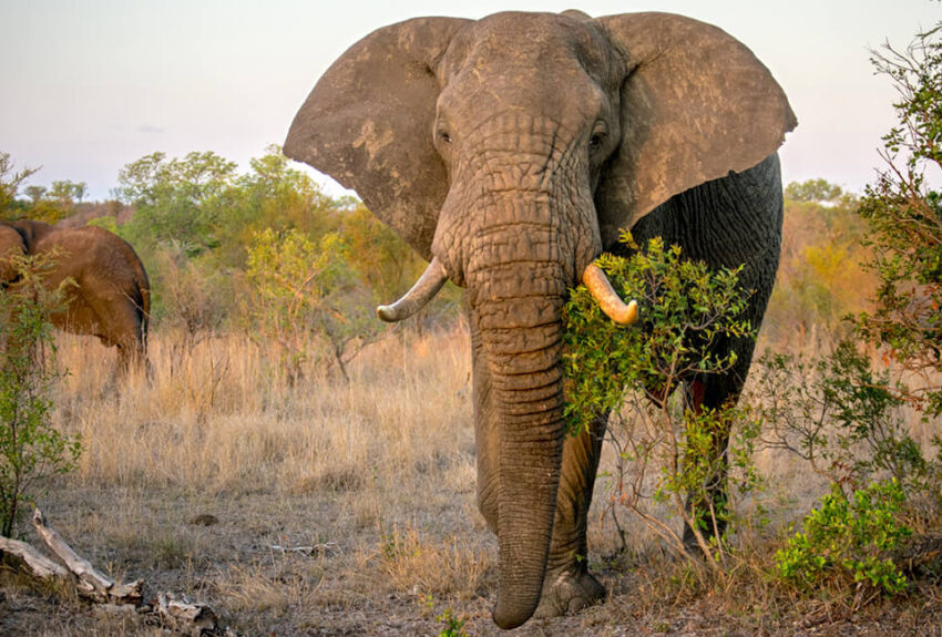 Wildlife-Kirmans-Camp-1 Wildlife-Kirmans-Camp-1