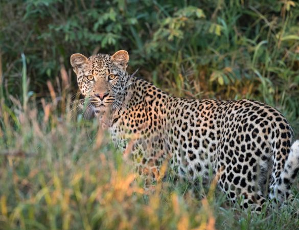 Beyond-private-game-reserve Beyond-private-game-reserve