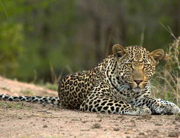 Feature-Londolozi-Tree-Camp-2 Feature-Londolozi-Tree-Camp-2