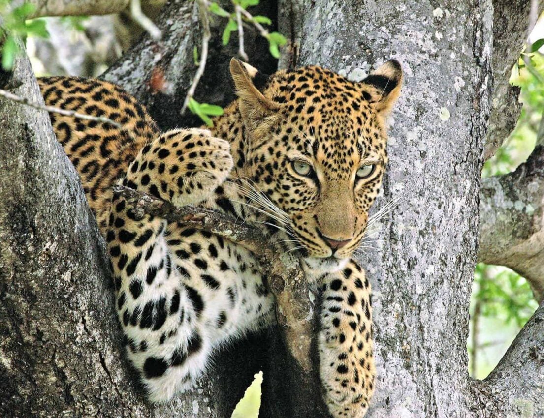 Indube-Game-Reserve Indube-Game-Reserve