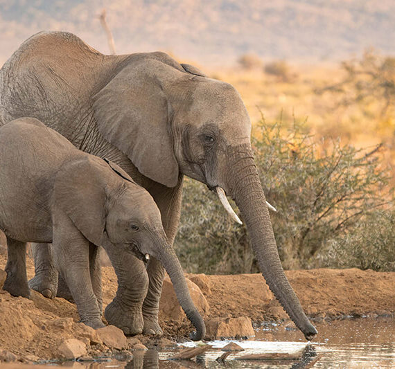 Lelapa-feature-5 Lelapa-feature-5