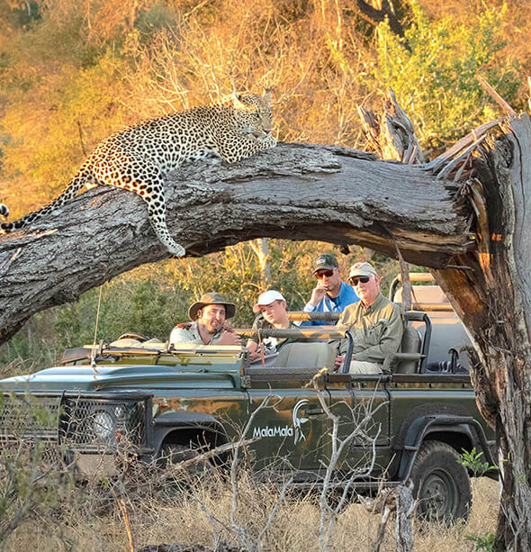 MalaMala Camp & Cape Town