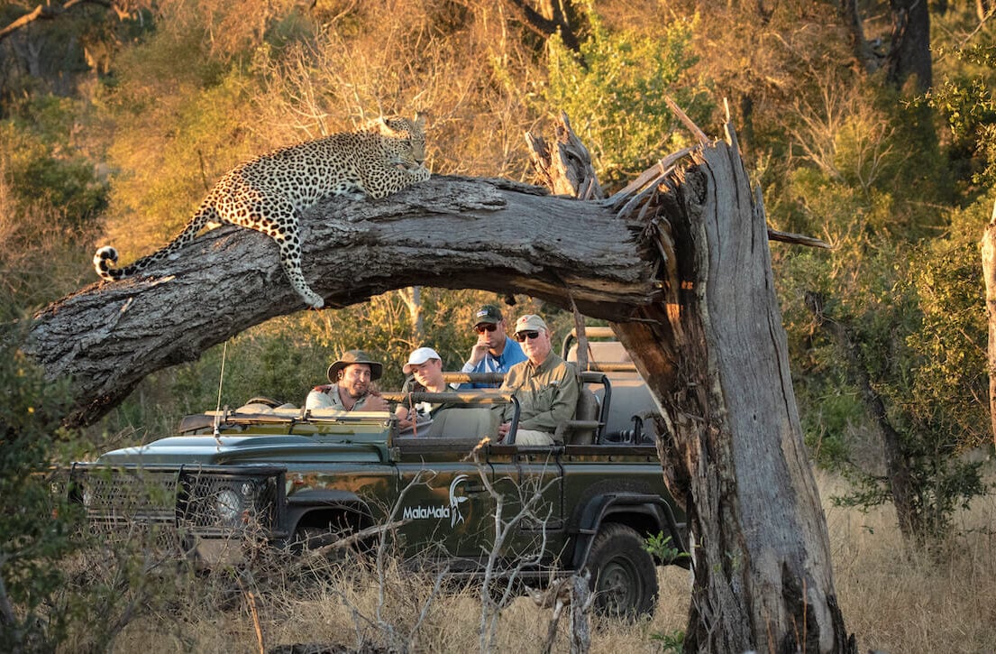 MalaMala-Game-Reserve MalaMala-Game-Reserve